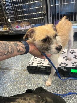 Sully -  Terrier Dog for Adoption in Linton, Indiana - Sully | PetCurious