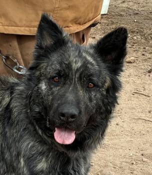 Dutch Shepherd and Siberian Husky Dogs Available for Adoption - Duke | PetCurious