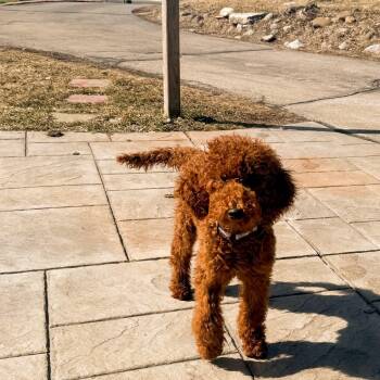 Goldendoodle Dogs Available for Adoption - SAM   $425 | PetCurious