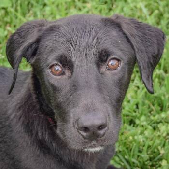 Maxi -  Black Labrador Retriever and Border Collie Dog for Adoption in Huntley, Illinois - Maxi | PetCurious