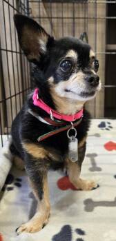 Pixie -  Chihuahua Dog for Adoption in Puyallup, Washington - Pixie | PetCurious