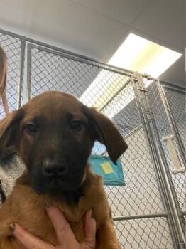 Mixed Breed Dogs Available for Adoption - Imo | PetCurious