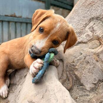 Mixed Breed Dogs Available for Adoption in Vaughan, Ontario - Veronica | PetCurious