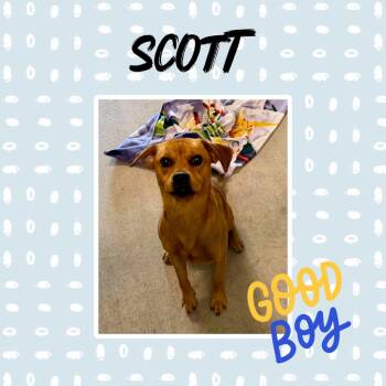 Scott -  Beagle and Terrier Dog for Adoption in Monticello, Indiana - Scott | PetCurious