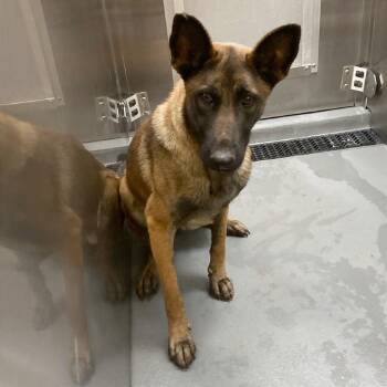 Mixed Breed Dogs Available for Adoption in Memphis, Tennessee - Rocky | PetCurious