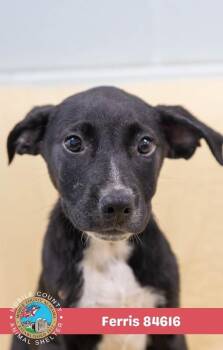 Ferris -  Mixed Breed Dog for Adoption in Mobile, Alabama - Ferris | PetCurious
