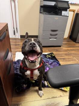 Bonnie -  Mixed Breed Dog for Adoption in Melbourne Beach, Florida - Bonnie | PetCurious