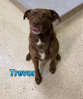 Trevor -  Shepherd Dog for Adoption in Muncie, Indiana - Trevor | PetCurious