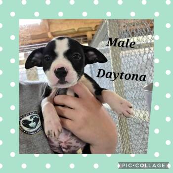 Pit Bull Terrier Dogs Available for Adoption in Ringwood, New Jersey - Daytona | PetCurious
