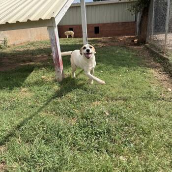 Rescue Mixed Breed Dogs for Adoption in Guthrie, Oklahoma - Jalen Williams | PetCurious
