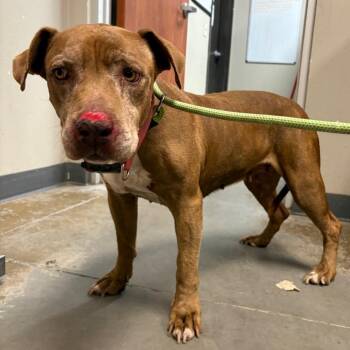 Lainey -  Pit Bull Terrier Dog for Adoption in Yuma, Arizona - Lainey | PetCurious
