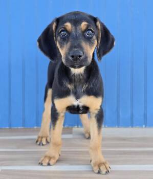 Elsa -  Hound and Australian Shepherd Dog for Adoption in Sedalia, Colorado - Elsa | PetCurious