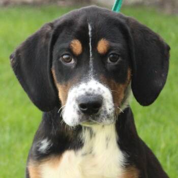 Hound Dogs Available for Adoption in Eaton, Ohio - Tumble | PetCurious
