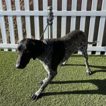 CHASE -  German Shorthaired Pointer Dog for Adoption in Modesto, California - CHASE | PetCurious