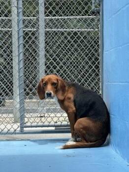 Pixie Stick -  Beagle and Mixed Breed Dog for Adoption in King William, Virginia - Pixie Stick | PetCurious