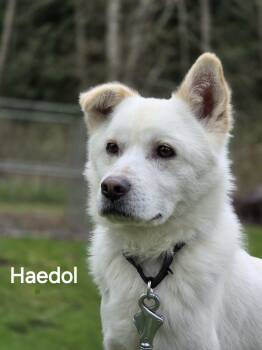 Mixed Breed Dogs Available for Adoption in Elma, Washington - Haedol- The Guy-29 Lbs. | PetCurious