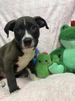 tomato -  Mixed Breed Dog for Adoption in West Chester, Pennsylvania - Tomato | PetCurious