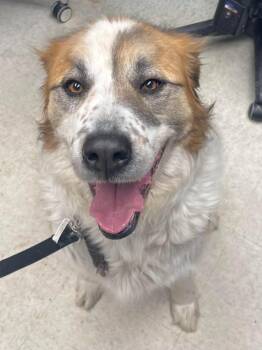 Cody -  Saint Bernard and Great Pyrenees Dog for Adoption in Rock Springs, Wyoming - Cody | PetCurious