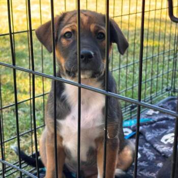 Labrador Retriever and Mixed Breed Dogs Available for Adoption in Nampa, Idaho - Kenobi | PetCurious