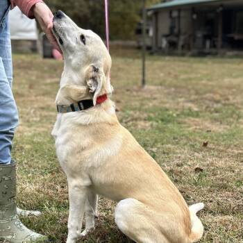 Rescue Great Pyrenees Dogs for Adoption in Hohenwald, Tennessee - Loretta | PetCurious