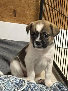 Rescue Yorkshire Terrier and Pug Dogs for Adoption in Bolivar, Missouri - Bikini | PetCurious