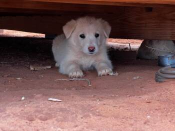 Rescue Australian Shepherd Dogs for Adoption in Fort Collins, Colorado - Tater | PetCurious
