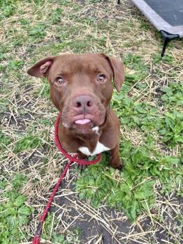 Lord Farquaad -  Pit Bull Terrier Dog for Adoption in Chicago, Illinois - Lord Farquaad | PetCurious