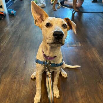 Jazz -  Catahoula Leopard Dog and Mixed Breed Dog for Adoption in Chicago, Illinois - Jazz | PetCurious