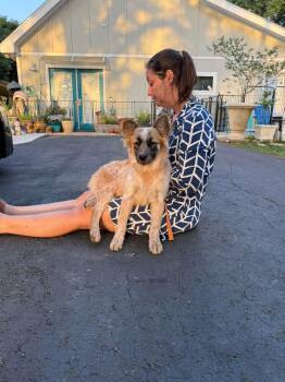 Australian Cattle Dog Blue Heeler Dogs Available for Adoption in Lockhart, Texas - Ellie Mae Loves Dogs And Cats | PetCurious