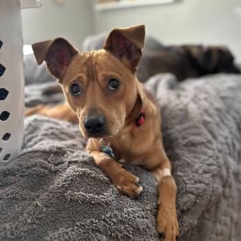 Terrier Dogs Available for Adoption in Plainfield, Illinois - Fin | PetCurious