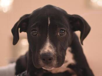 Rescue German Shorthaired Pointer Dogs for Adoption in Portland, Oregon - Wibbly | PetCurious