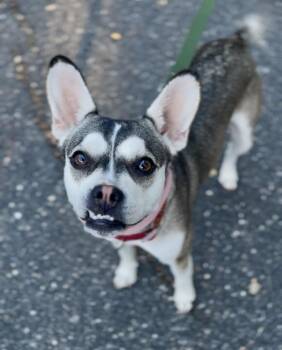 Nora -  Boston Terrier Dog for Adoption in Jamestown, California - Nora | PetCurious