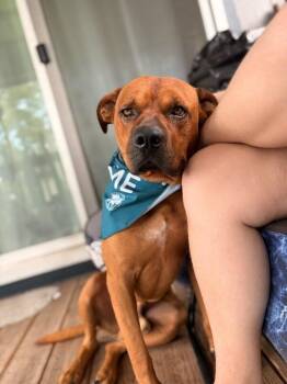 Max McLovin the Certified Lover Boy -  American Staffordshire Terrier and Pit Bull Terrier Dog for Adoption in Friendswood, Texas - Max McLovin The Certified Lover Boy | PetCurious