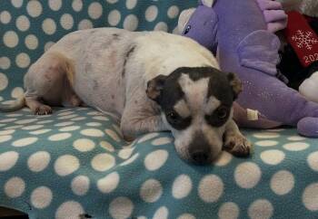 Chihuahua Dogs Available for Adoption - Panda | PetCurious