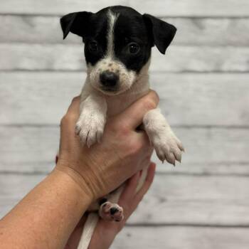 Ben -  Mixed Breed Dog for Adoption in Buffalo, Minnesota - Ben | PetCurious