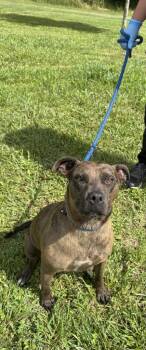 Pit Bull Terrier Dogs Available for Adoption in Lawrenceburg, Tennessee - Vivian | PetCurious