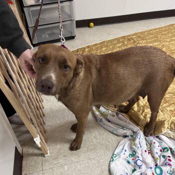 Labrador Retriever Dogs Available for Adoption - Sourdough | PetCurious