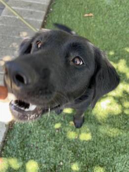 Mariah -  Black Labrador Retriever Dog for Adoption in Phoenix, Oregon - Mariah | PetCurious