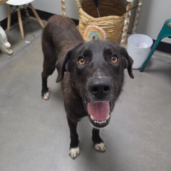 Stefan -  Labrador Retriever and Mixed Breed Dog for Adoption in Normal, Illinois - Stefan | PetCurious