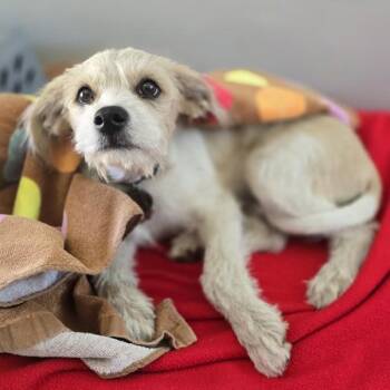 Bingo -  Jack Russell Terrier Dog for Adoption in Oakland, California - Bingo | PetCurious
