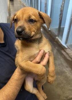 Minnesota -  Rottweiler Dog for Adoption in Sedalia, Colorado - Minnesota | PetCurious