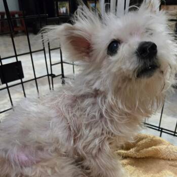 Abulita -  Fox Terrier and Chihuahua Dog for Adoption in Park Row, Texas - Abulita | PetCurious