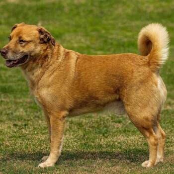 Rescue Shepherd Dogs for Adoption in Hackett, Arkansas - Skiff (Fido) | PetCurious