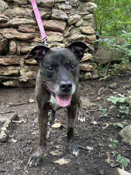 Mixed Breed Dogs Available for Adoption in Kansas City, Missouri - Agnes | PetCurious