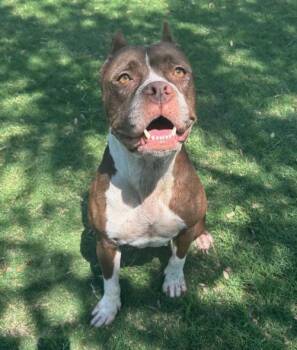 Rescue Pit Bull Terrier and Mixed Breed Dogs for Adoption in Texas City, Texas - RAIDON | PetCurious