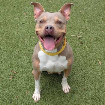 Nami -  Pit Bull Terrier Dog for Adoption in Charlottesville, Virginia - Nami | PetCurious