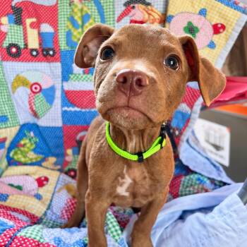 Alibi West -  Boxer Dog for Adoption in Andover, Massachusetts - Alibi West | PetCurious