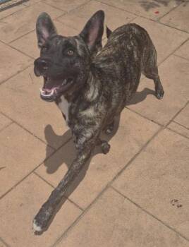 Lila -  Dutch Shepherd and Mixed Breed Dog for Adoption in Shreveport, Louisiana - Lila | PetCurious