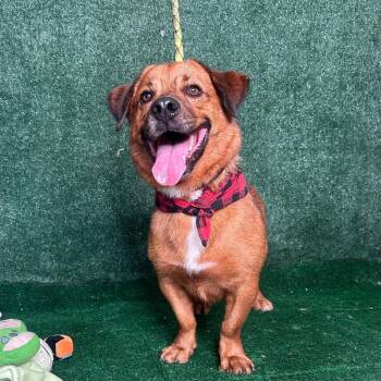 Rescue Pomeranian Dogs for Adoption in New York, New York - Pete | PetCurious