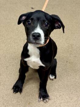 Sly -  Mixed Breed Dog for Adoption in Chamblee, Georgia - Sly | PetCurious